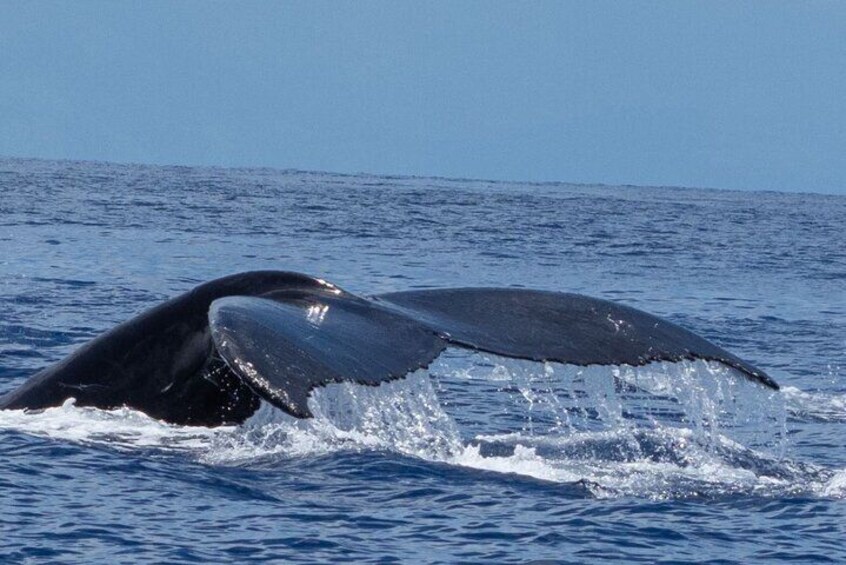 Whale Watching Tour 