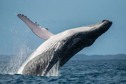 Whale Watching Tour