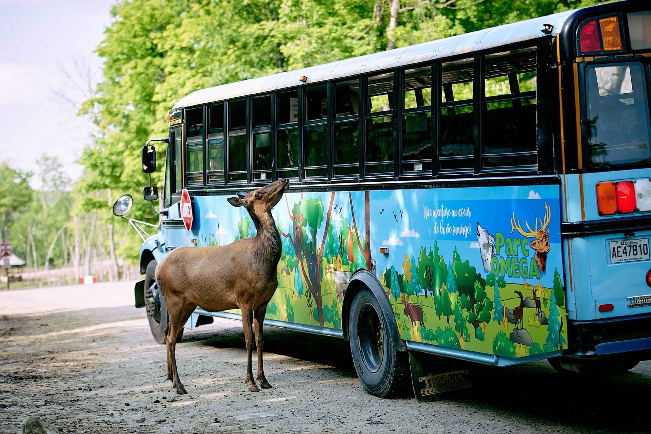 Montebello: Morning VIP Tour at Parc Oméga