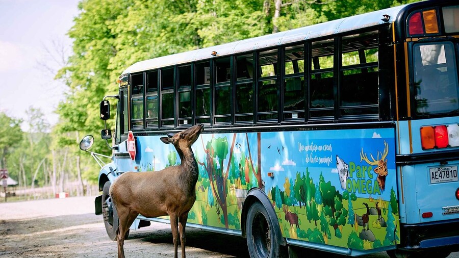 Montebello: Morning VIP Tour at Parc Oméga