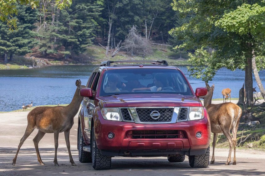 Picture 4 for Activity Montebello: General Admission to Parc Omega