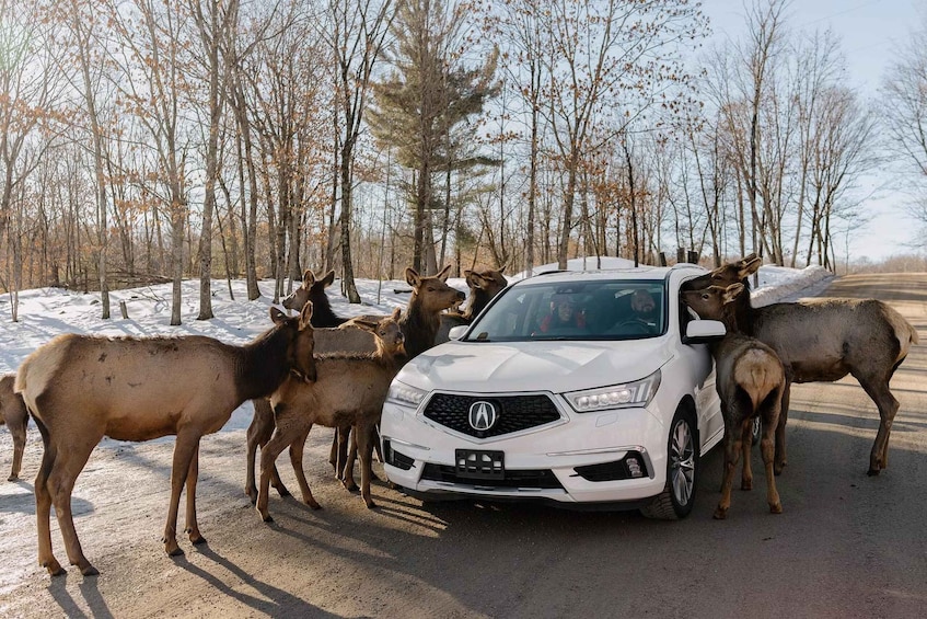 Picture 7 for Activity Montebello: General Admission to Parc Omega