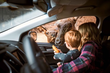 Montebello: General Admission to Parc Omega