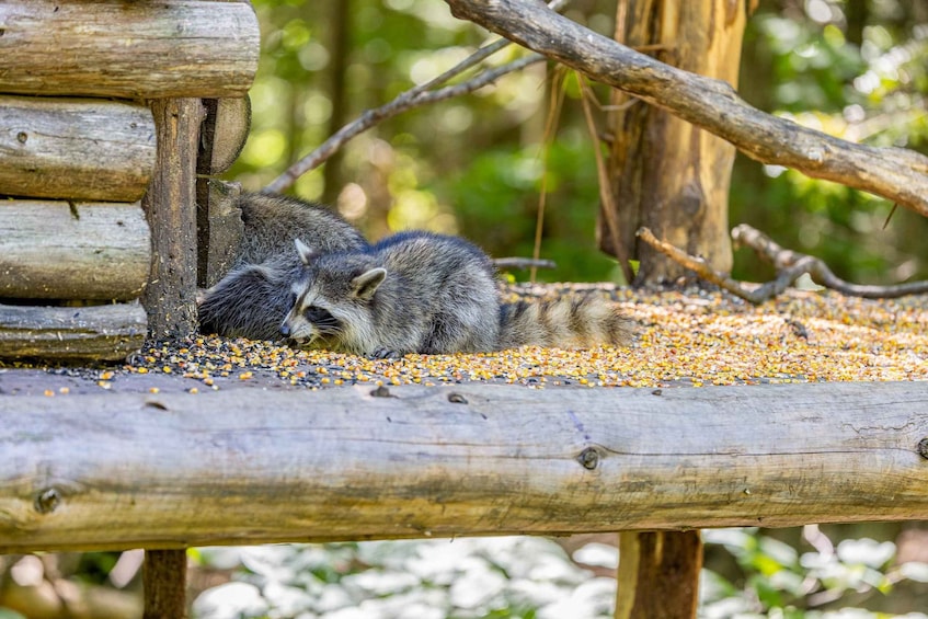 Picture 21 for Activity Montebello: General Admission to Parc Omega