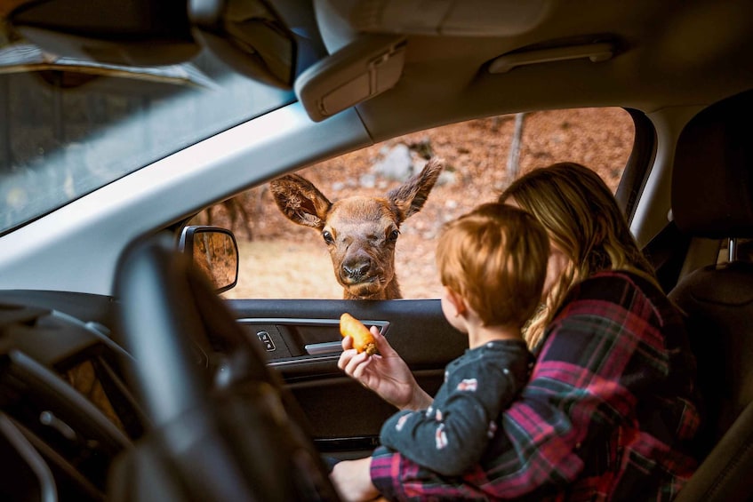 Montebello: General Admission to Parc Omega