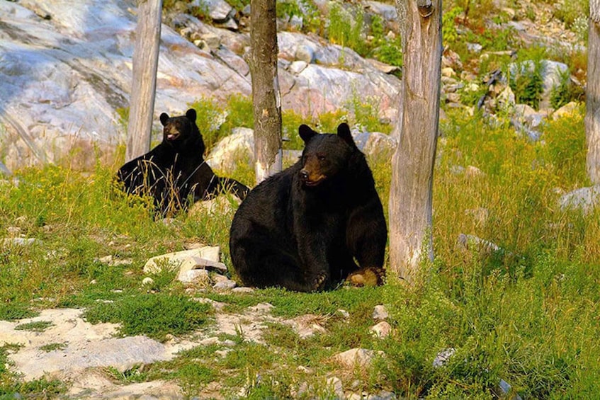 Picture 8 for Activity Montebello: General Admission to Parc Omega