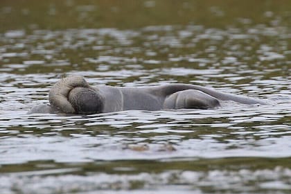 Guided Kayaking Manatee Tour near Orlando