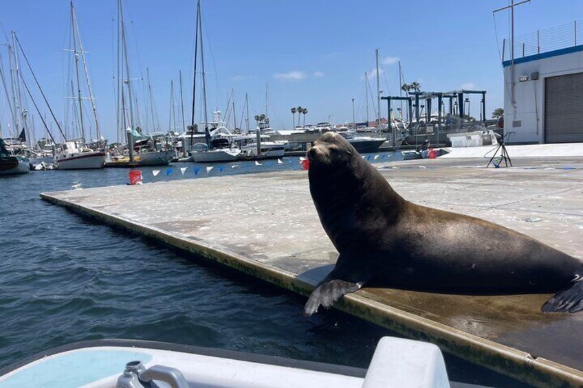 One Hour Cruise Around Marina del Rey