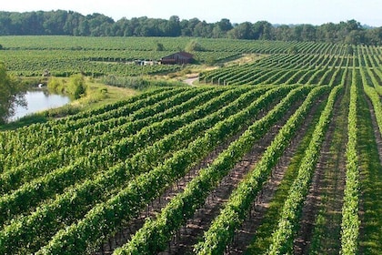 Wine Tour in Niagara-on-the-Lake