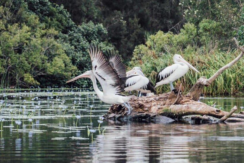 Joel's Journeys - Noosa Everglades and Hinterland Tour