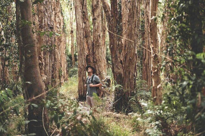 Joel's Journeys - Noosa Everglades and Hinterland Tour