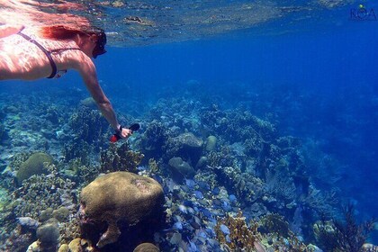 Roatan Reef Snorkel Adventure