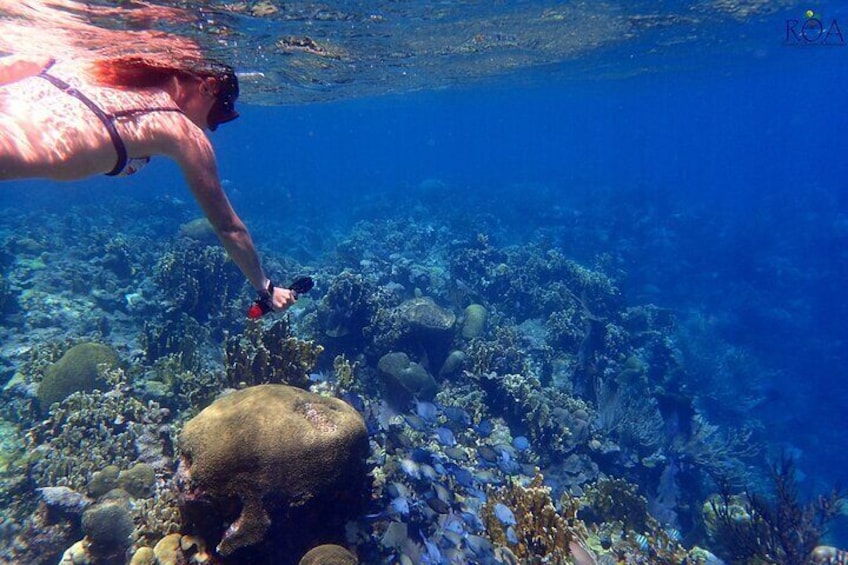 Roatan Reef Snorkel Adventure 