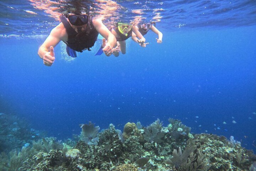 Roatan Reef Snorkel Adventure 