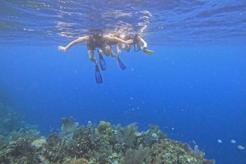 Roatan Reef Snorkel Adventure 