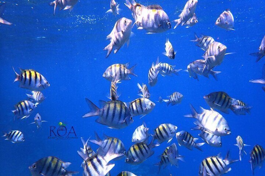 Roatan Reef Snorkel Adventure