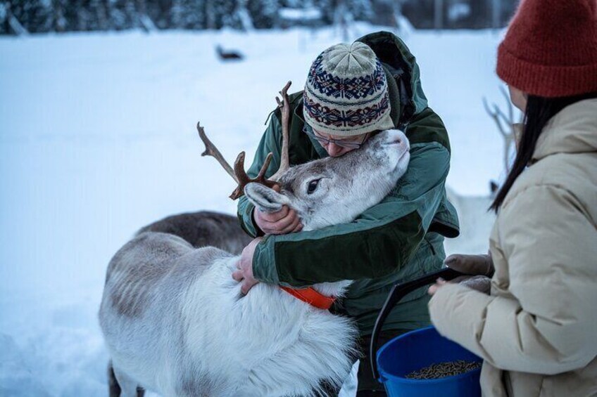 Reindeer Sledding, Feeding And Sami Culture At Reindeer Farm