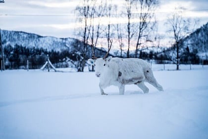 Reindeer Sledding, Feeding And Sami Culture At Reindeer Farm