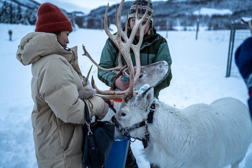 Reindeer feeding