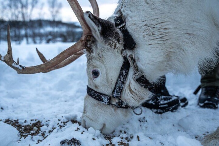 Reindeer feeding