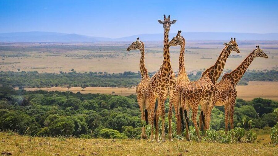 11 Days Best Of Kenya and Tanzania Private Safari