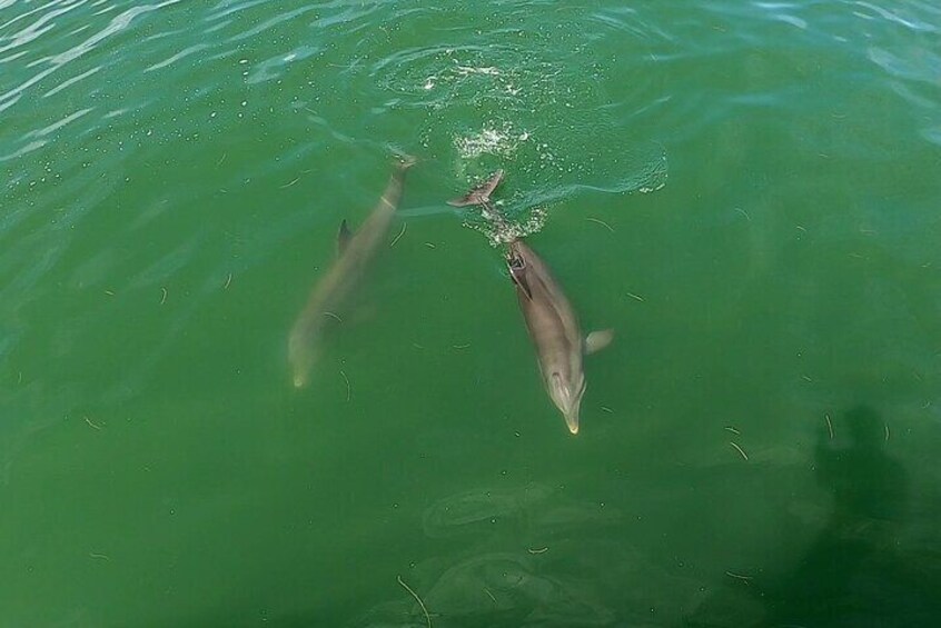 Swim by