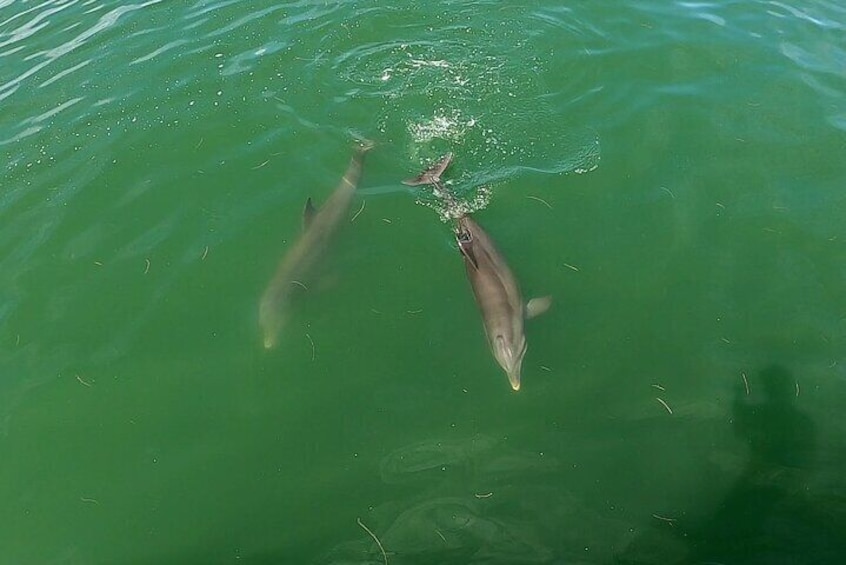 Swim by