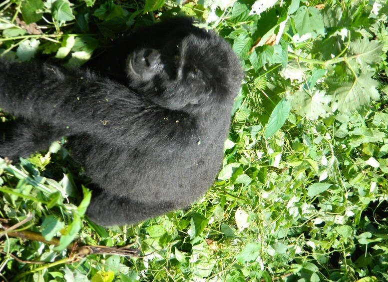 Picture 4 for Activity Uganda Big Five safari with gorilla trekking