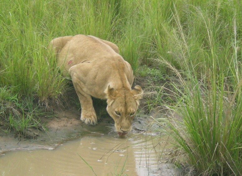 Picture 5 for Activity Uganda Big Five safari with gorilla trekking