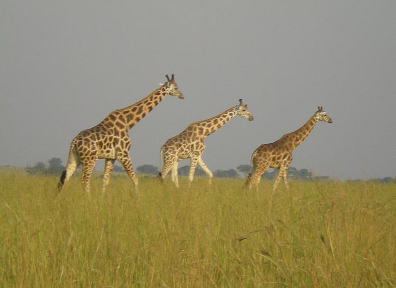 Picture 1 for Activity Uganda Big Five safari with gorilla trekking