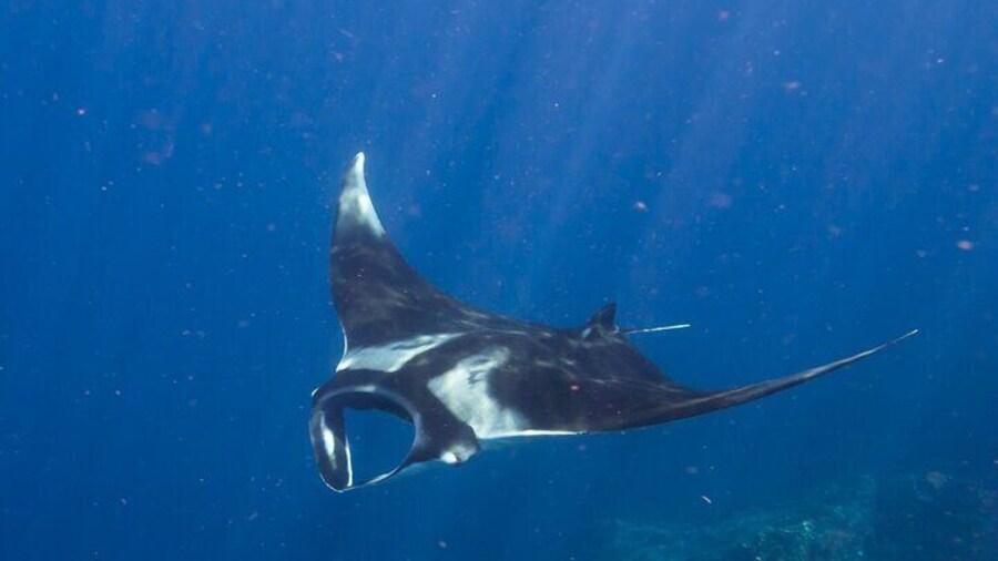 Shared Boat Snorkeling 4 Spot With Manta Bay