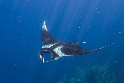 Shared Boat Snorkeling 4 Spot With Manta Bay