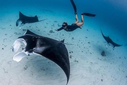  Snorkeling 4 spots con bahía de Manta o viaje por tierra opcional