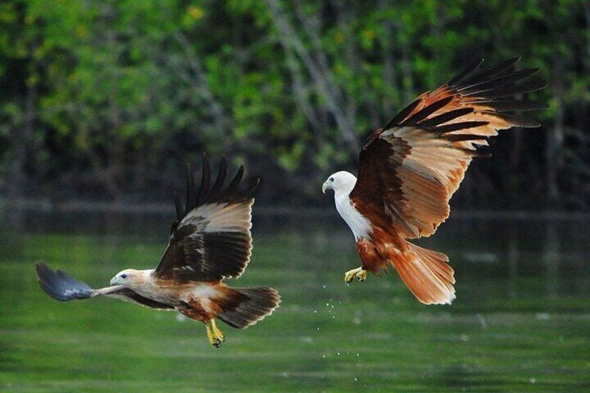 Jet Ski Through Langkawi’s Stunning Mangrove Andaman Sea