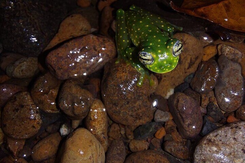 Deep Jungle Night Hike in a Private Nature Reserve