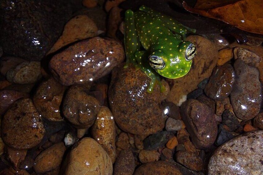 Deep Jungle Night Hike in a Private Nature Reserve