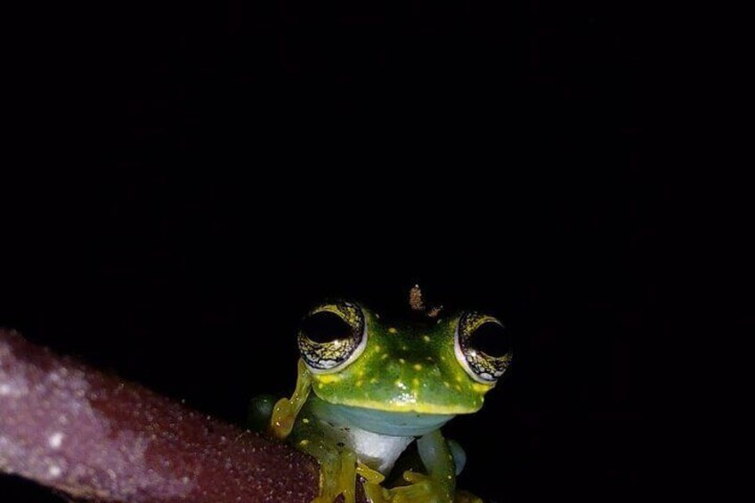 Deep Jungle Night Hike in a Private Nature Reserve