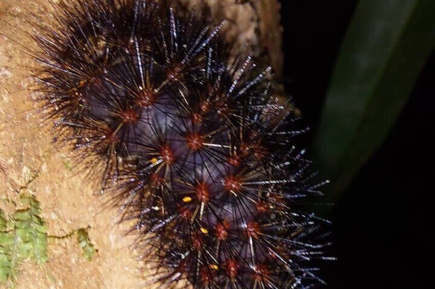 Deep Jungle Night Hike in a Private Nature Reserve