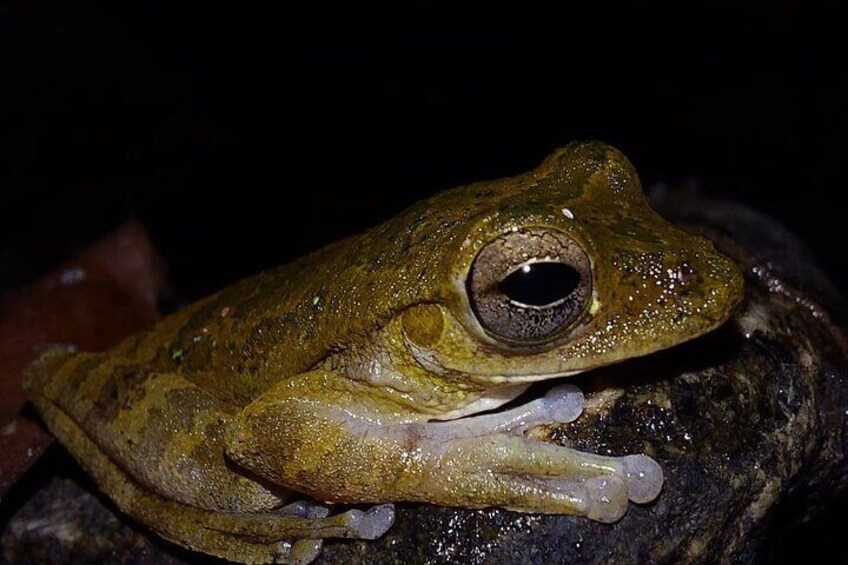 Deep Jungle Night Hike in a Private Nature Reserve