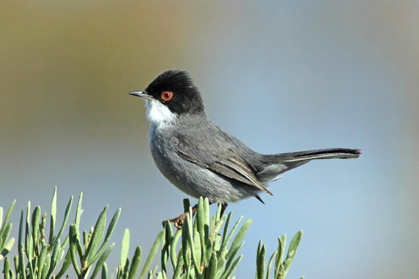 Sardinian Warbler, Bird photographs by Peter Dedicoat