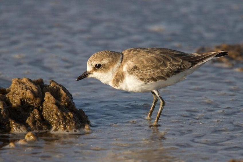 Kentish Plover, Bird photographs by Peter Dedicoat