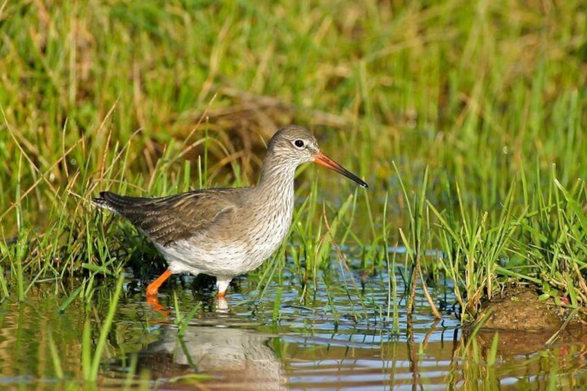 Common Redshank, Bird photographs by Peter Dedicoat