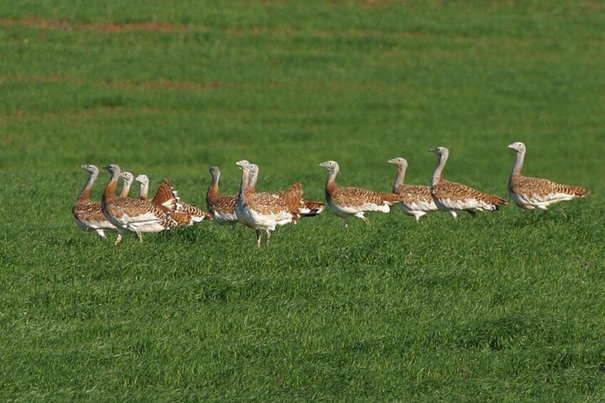 Great_Bustards, by Peter Dedicoat