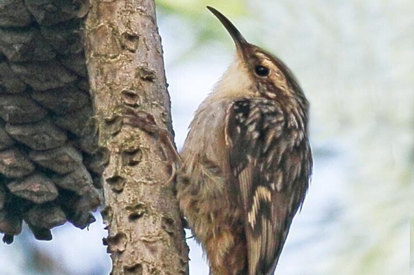 Short-toed Treecreeper, by Peter Dedicoat