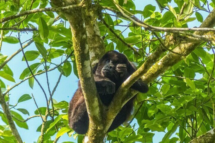 Howler monkey resting