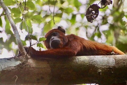 Puerto Maldonado: Jungle Adventure - 3D/2N Sandoval Tour