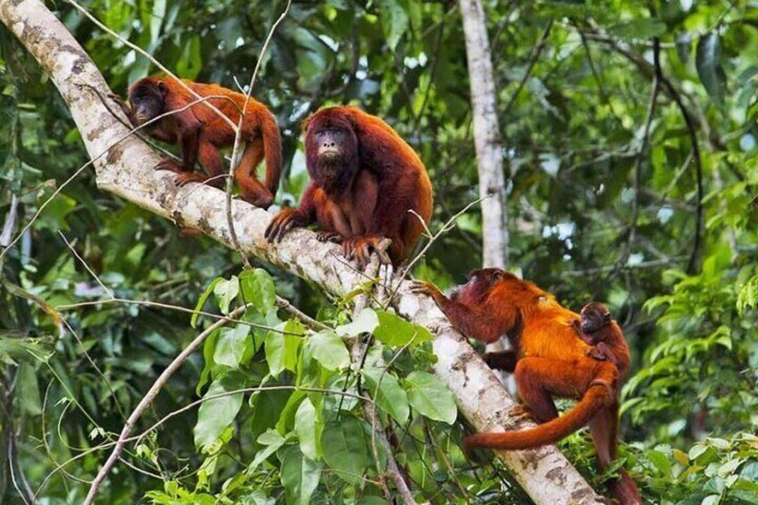 3 Days Sandoval Tour Jungle Adventure in Puerto Maldonado