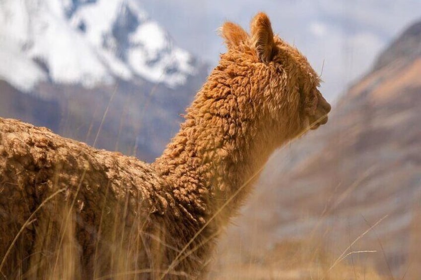 Huaraz Bike Tour Escapade in the Andes