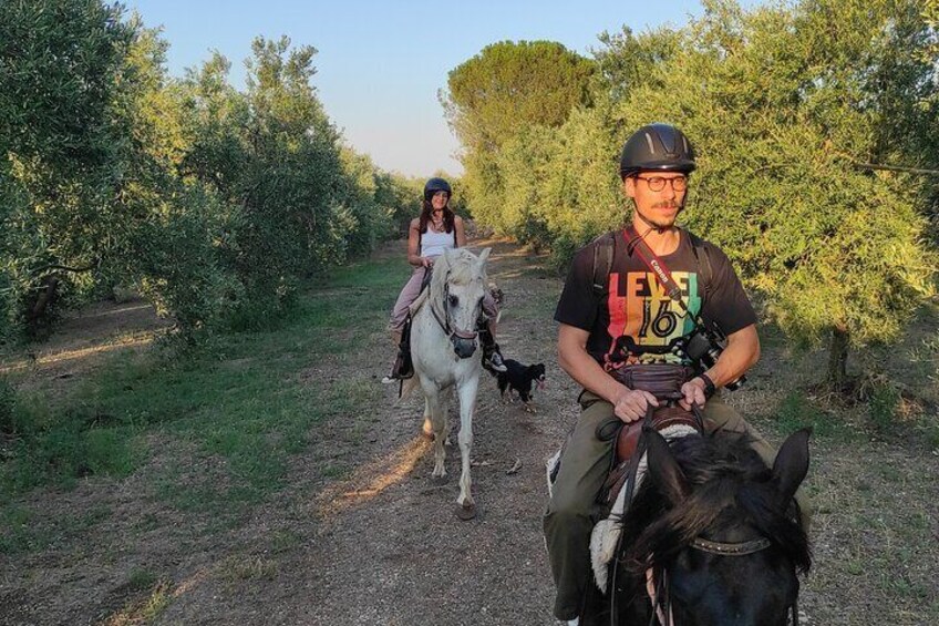 Crossing ancient olive groves