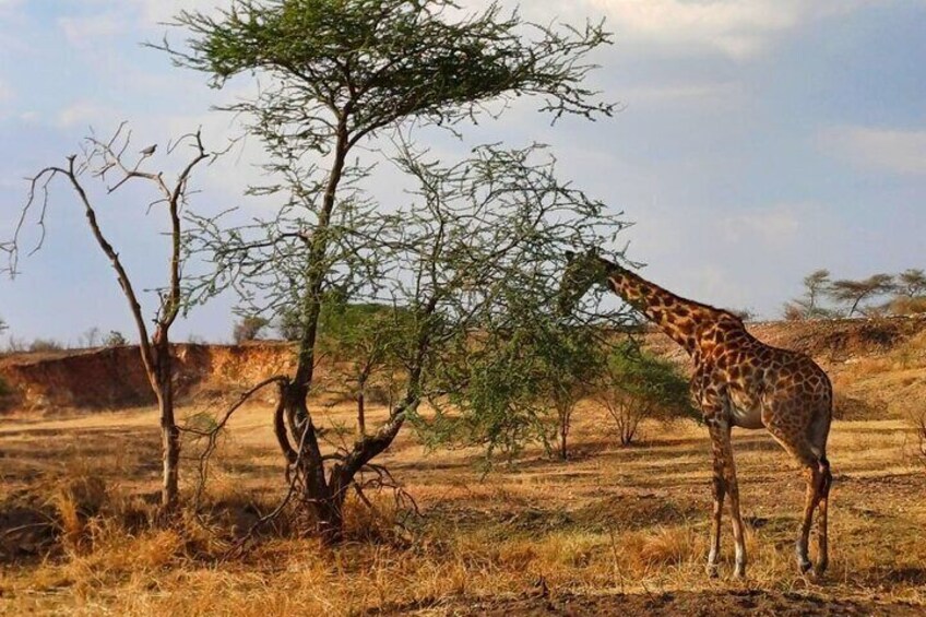 Giraffe grazing